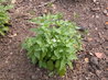 Nemesia melissifolia