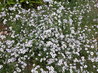 Gilia tricolor