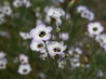 Gilia tricolor