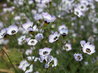 Gilia tricolor