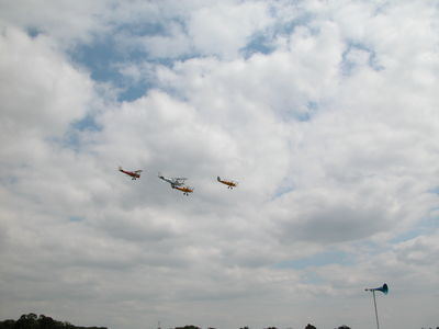 Tiger Moths