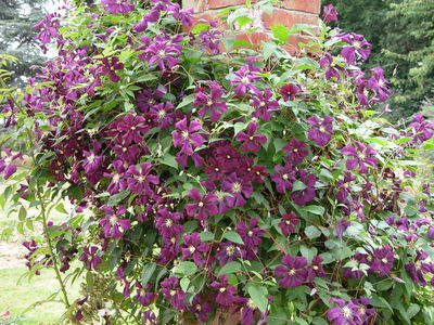 Clematis 'Etoile Violette'