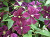Clematis 'Etoile Violette'