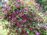 Clematis 'Etoile Violette'