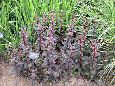 Sedum 'Mohrchen'