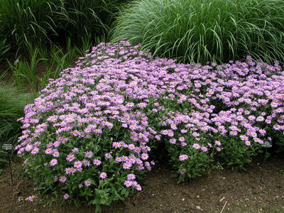 Aster x Frikartii 'Flora's Delight'