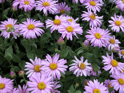 Aster x Frikartii 'Flora's Delight'