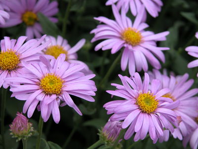 Aster x Frikartii 'Flora's Delight'