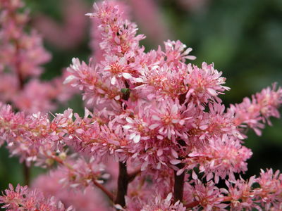 Astilbe 'Perkeo'
