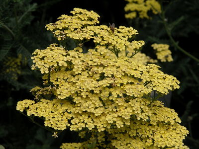 Achillea 'Credo'