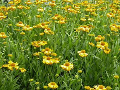 Helenium bigelovii