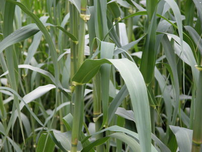 Arundo donax