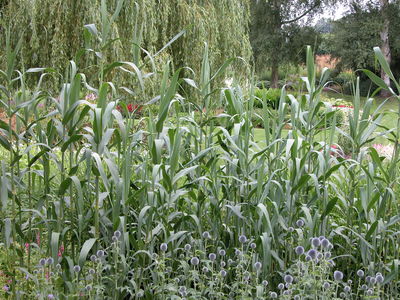 Arundo donax
