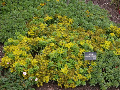 Sedum floriferum 'Weihenstephaner Gold'