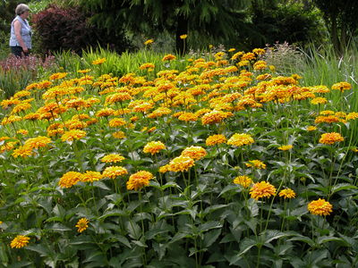 Heliopsis 'Sunburst'
