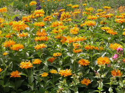 Heliopsis 'Jupiter'