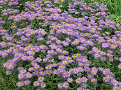 Erigeron 'Mesa Grande'