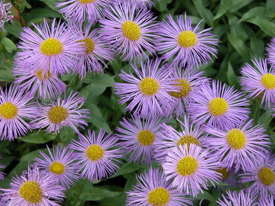 Erigeron 'Mesa Grande'