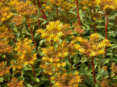 Sedum arboroseum