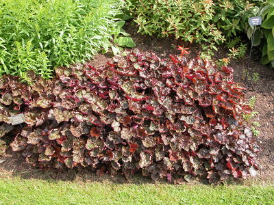 Heuchera micrantha 'Palace Purple'