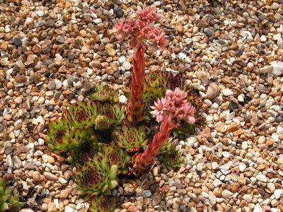 Flowering Sempervivum 'El Toro'