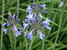 Agapanthus 'Premiere'