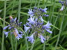 Agapanthus 'Premiere'