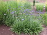 Agapanthus 'Premiere'