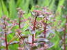 Sedum 'Mohrchen'