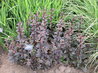 Sedum 'Mohrchen'