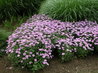 Aster x Frikartii 'Flora's Delight'