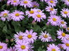 Aster x Frikartii