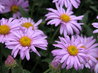 Aster x Frikartii 'Flora's Delight'