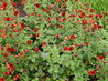 Potentilla 'Rosaeflora Plena'