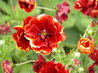 Potentilla 'Rosaeflora Plena'