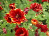 Potentilla 'Rosaeflora Plena'