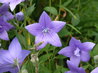 Platycodon grandiflorus 'Mariesii'