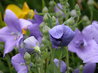 Platycodon grandiflorus 'Mariesii'