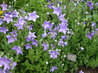 Platycodon grandiflorus 'Mariesii'