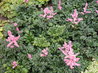 Astilbe 'Perkeo'