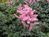 Astilbe 'Perkeo'