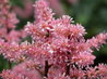 Astilbe 'Perkeo'