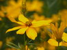 Coreopsis verticillata