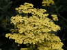Achillea 'Credo'