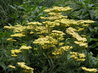 Achillea 'Credo'