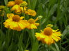 Helenium bigelovii