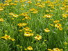 Helenium bigelovii