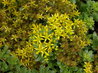 Sedum floriferum 'Weihenstephaner Gold'