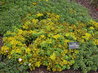 Sedum floriferum 'Weihenstephaner Gold'