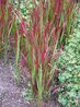 Imperata cylindrica 'Rubra'